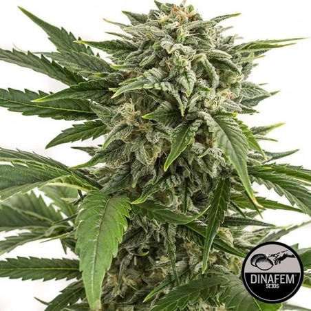 Bubba Kush Autoflowering