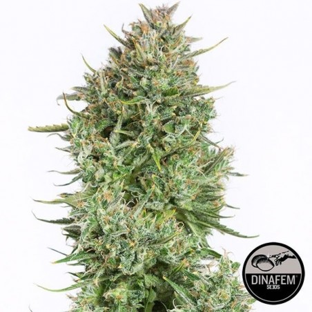 Blue Kush Autoflowering