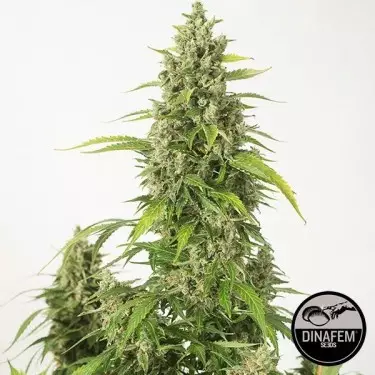 Haze XXL Autoflowering von Dinafem - Günstig Anbauen