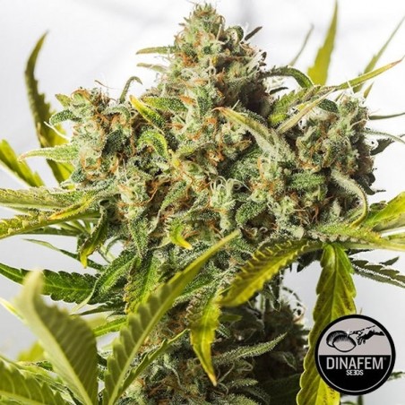Blue Critical Autoblühend Dinafem - Günstig anbauen