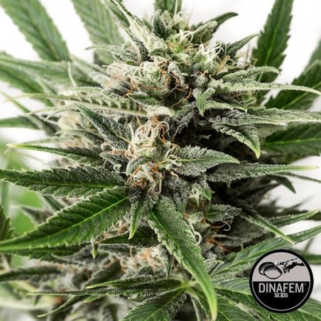 Blue Amnesia XXL Autoflowering