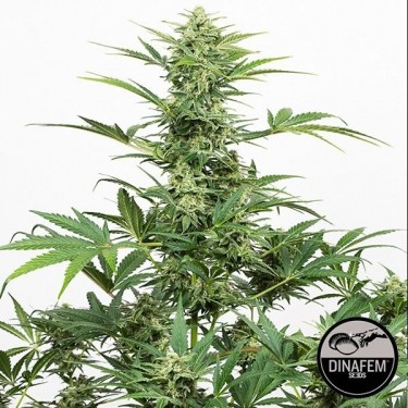 View Industriepflanzen-Auto-CBD von Dinafem - GB The Green Brand