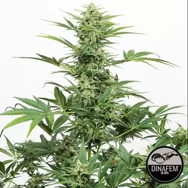 Industriepflanzen-Auto-CBD von Dinafem - GB The Green Brand