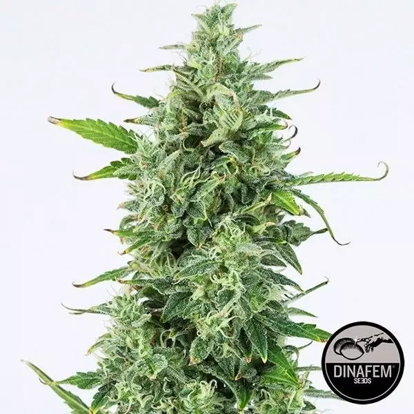 Sicht OG Kush Autoflowering CBD