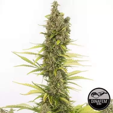 Amnesia Autoflowering CBD von Dinafem Auto - Günstig Grow