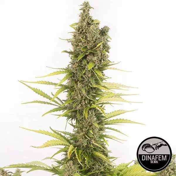 Sicht Amnesia Autoflowering CBD von Dinafem Auto - Günstig Grow