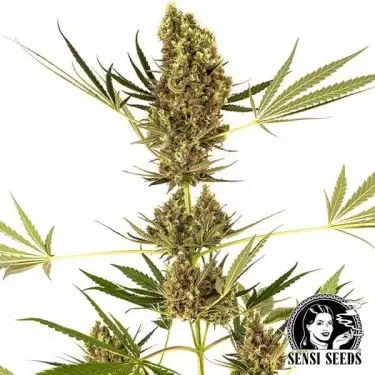 Alpine Delight CBD Auto von Sensi Seeds. - GB The Green Brand