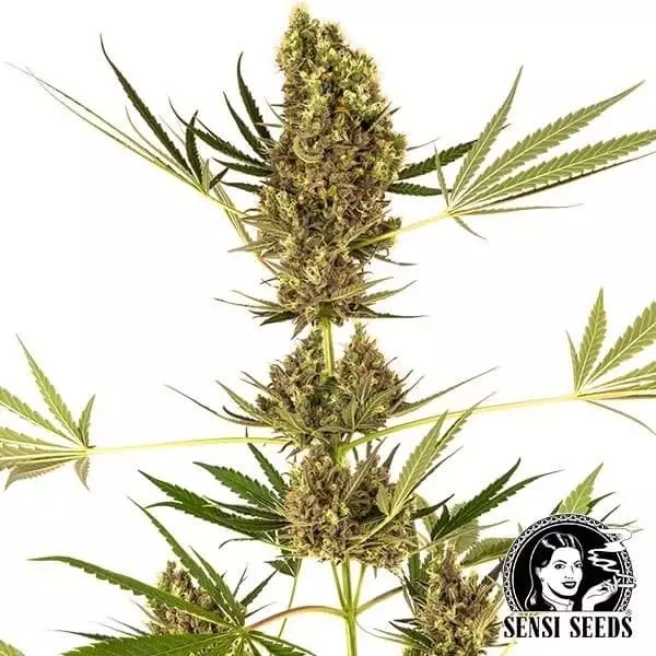 Alpine Delight CBD Auto Alpine Delight CBD Auto von Sensi Seeds. - GB The Green Brand