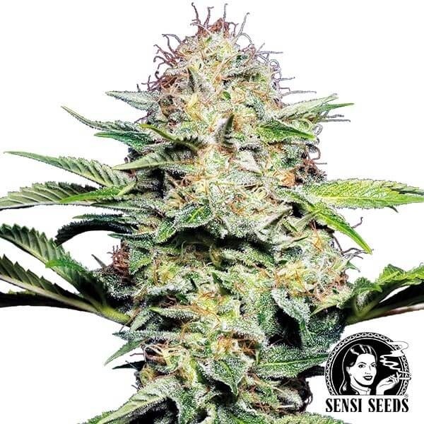 View Sensi Skunk Autofloreciente