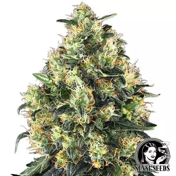 Sicht Super Skunk Autofloreciente Sensi Seeds