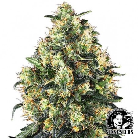 Super Skunk Autoflowering Sensi Seeds