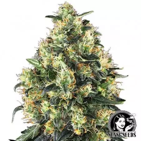 Super Skunk Autoflowering Sensi Seeds