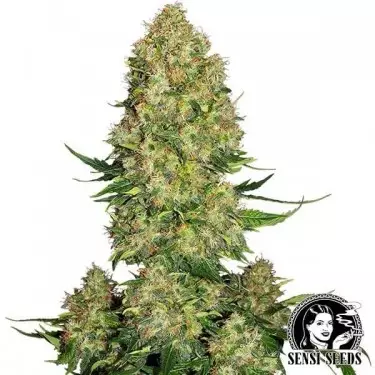 Skunk 1 Auto von Sensi Seeds Autoblüte - Günstig anbauen