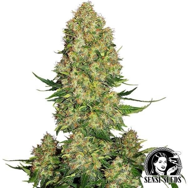 View Skunk 1 Auto von Sensi Seeds Autoblüte - Günstig anbauen