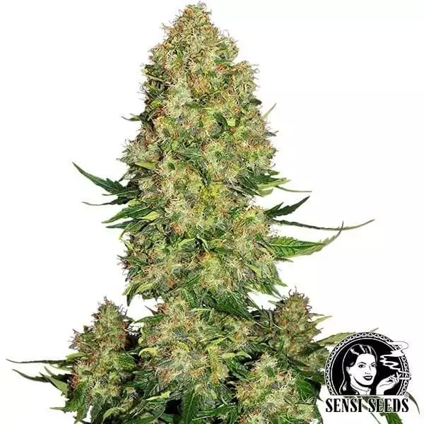 Sicht Skunk 1 Auto von Sensi Seeds Autoblüte - Günstig anbauen