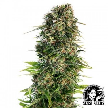 View Hindu Kush Automatic