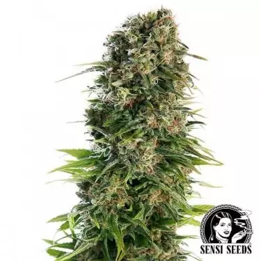 Hindu Kush Automatic