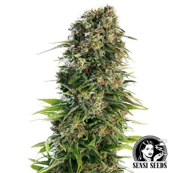 View Hindu Kush Automatic