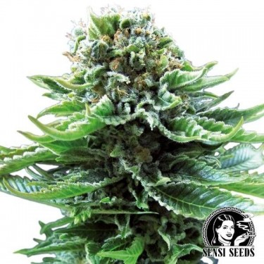 View Northern Lights Autofloreciente Sensi Seeds