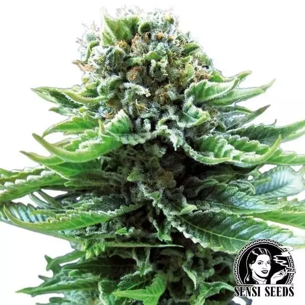 Sicht Northern Lights Autofloreciente Sensi Seeds