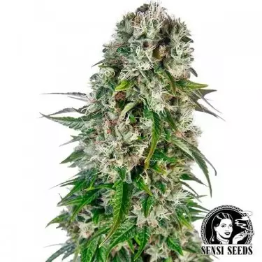 Big Bud Automatic von Sensi Seeds Bank - Günstig Anbauen