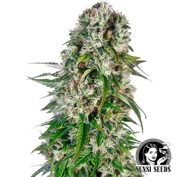 View Big Bud Automatic von Sensi Seeds Bank - Grow Barato