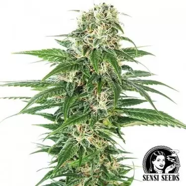 Early Skunk Automatic von Sensi Seeds - Grow Billig