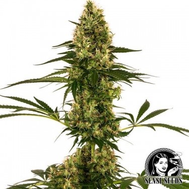 View Blue Bullet Auto Sensi Seeds Sorte #119 Auto - Günstig anbauen