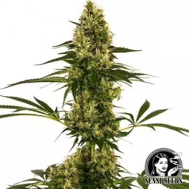 Blue Bullet Auto Sensi Seeds Stamm #119 Auto - Günstig anbauen