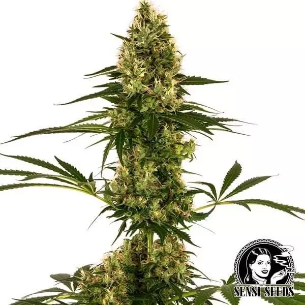Sicht Blue Bullet Auto Sensi Seeds Stamm #119 Auto - Günstig anbauen