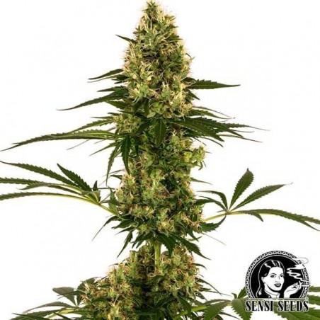 Blue Bullet Auto Sensi Seeds Sorte #119 Auto - Günstig anbauen