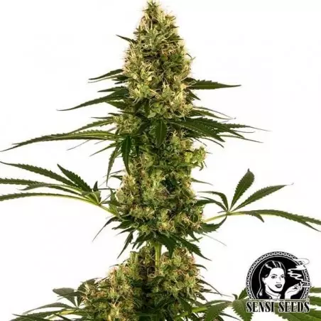 Blue Bullet Auto Sensi Seeds Sorte #119 Auto - Günstig anbauen
