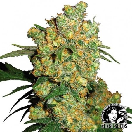 Big Bud von Sensi Seeds feminisierte Samen - Grow Billig