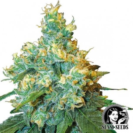 Jack Herer Sensi Seeds | Originale Samen