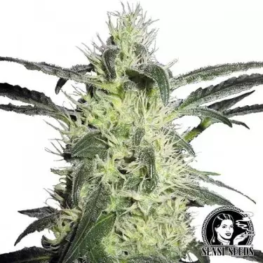 Silver Haze von Sensi Seeds feminisiert - Günstig anbauen