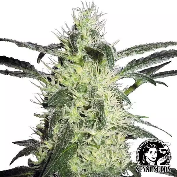 Sicht Silver Haze von Sensi Seeds feminisiert - Günstig anbauen