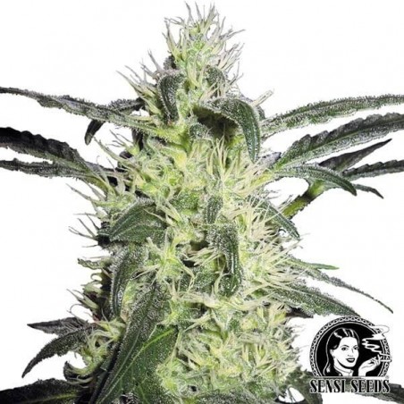 Silver Haze von Sensi Seeds feminisiert - Günstig anbauen