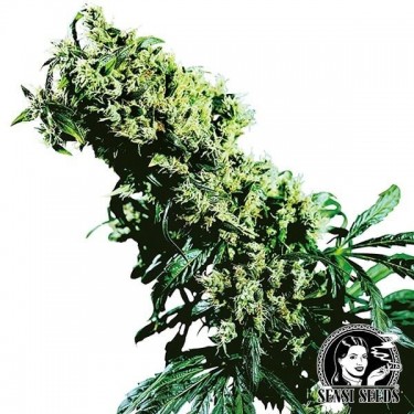 NL5 x Haze Sensi Seeds