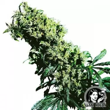 NL5 x Haze Sensi Seeds