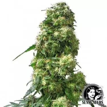 Early Skunk von Sensi Seeds feminisiert - Günstig Grow