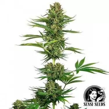 Plante de cannabis Satin Black Domina CBD