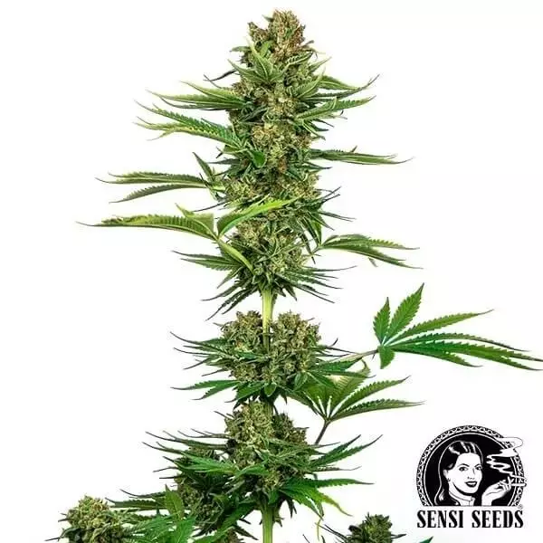 Sicht Plante de cannabis Satin Black Domina CBD