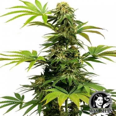 View Black Harlequin von Sensi Seeds reich an CBD - Grow Billig
