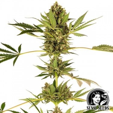 View Himalayan CBD Sorte von Sensi Seeds - Günstig anbauen