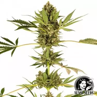 Himalayan CBD Sorte von Sensi Seeds - Günstig anbauen