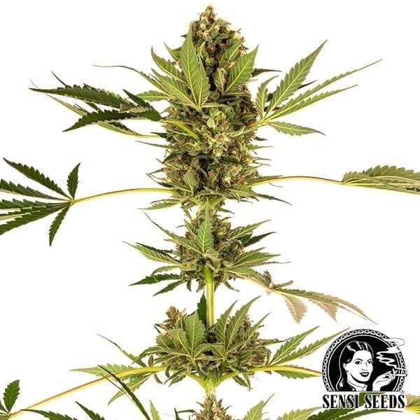 View Himalayan CBD Sorte von Sensi Seeds - Günstig anbauen