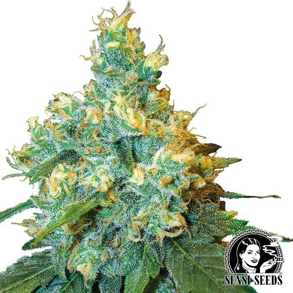 View Jack Herer Regulär von Sensi Seeds - Günstig Grow