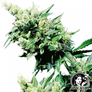 View Hash Plant | Kaufen Sie Marihuanasamen - Günstig anbauen