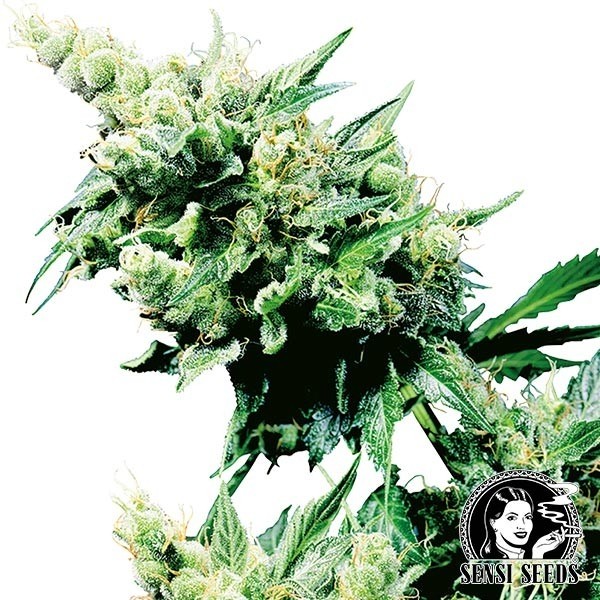 View Hash Plant | Kaufen Sie Marihuanasamen - Günstig anbauen