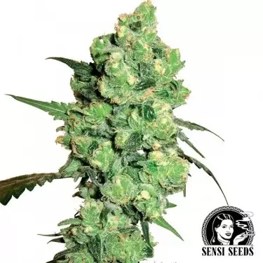 Super Skunk regular
